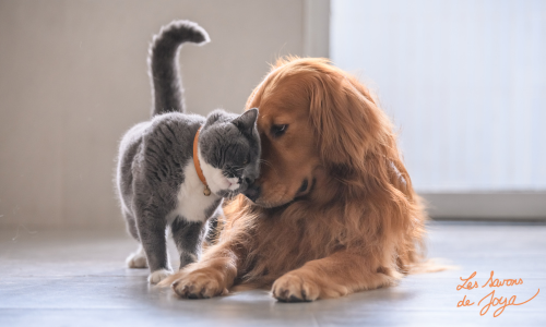 chien et chat : Différences fondamentales entre poils d’animaux et cheveux