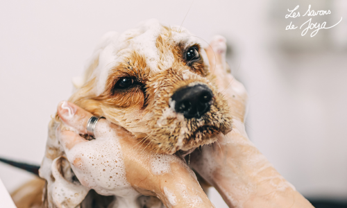 soin des poils d'animaux : chien