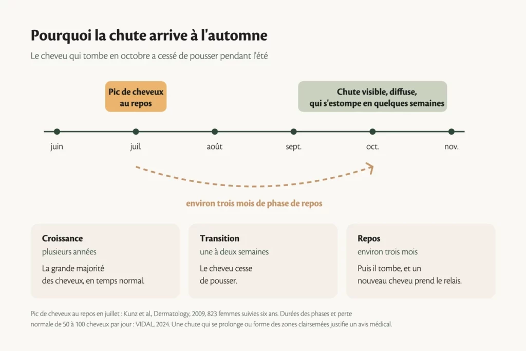 Frise du cycle pilaire expliquant la chute de cheveux saisonnière en automne