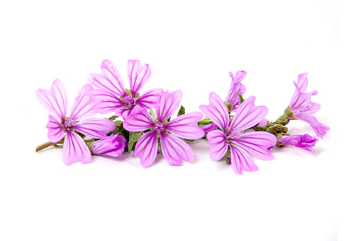 Fleurs de mauve bio - Malva sylvestris flower