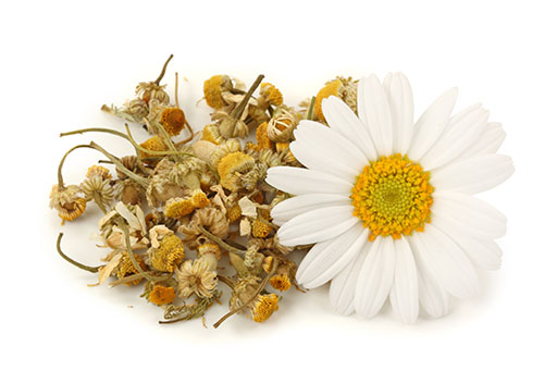 Fleurs séchées de camomille 