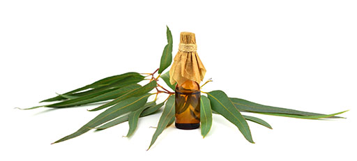 L'huile essentielle d'eucalyptus radié bio : pour des soins de santé et d'esthétique efficaces 