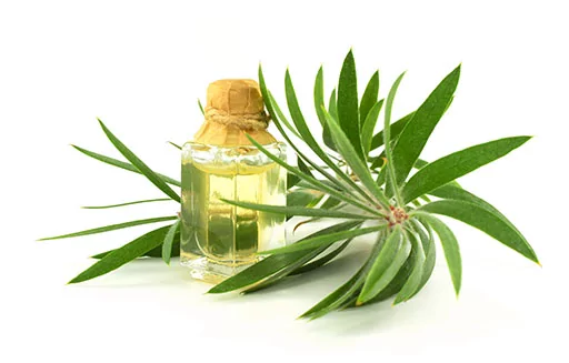 Huile essentielle de tea tree bio