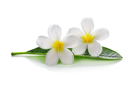 Cocos nucifera oil and gardenia taitensis flower extract ou Macerat huile de monoï 
